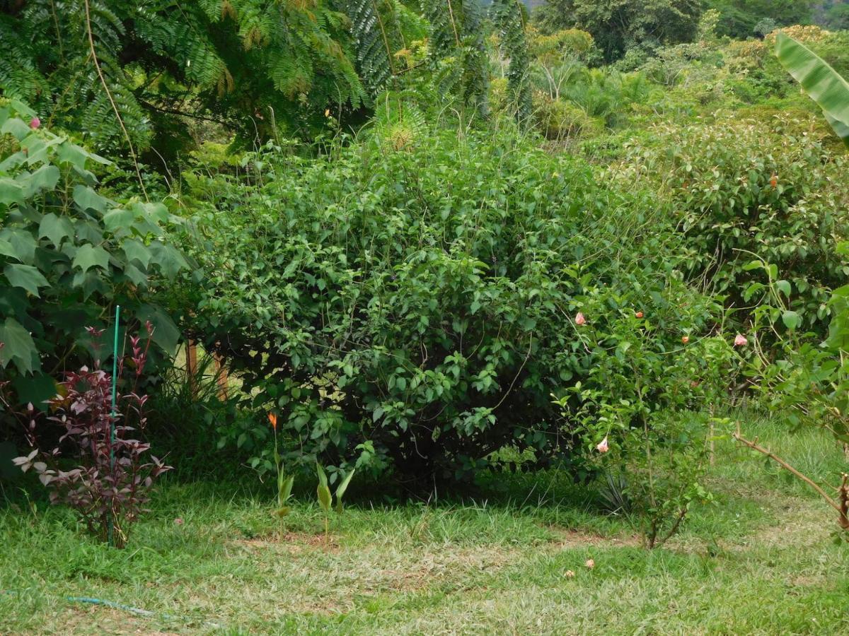 Hostal Casa Las Lajas Las Lajas  Eksteriør bilde